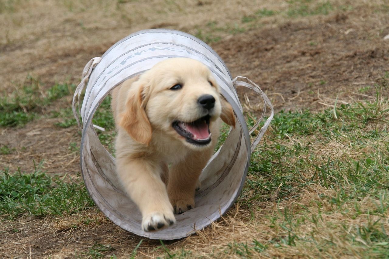 golden retriever puppy, dog puppy, cute puppy, cute puppy, cute puppy, cute puppy, cute puppy, cute puppy